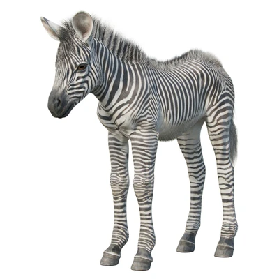 Baby Zebra — Вид 3