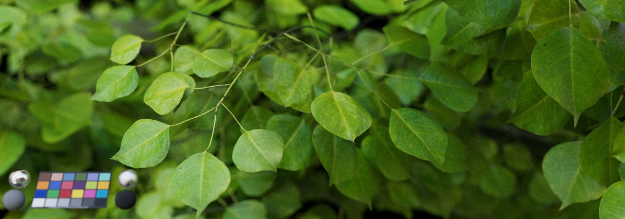 leaf 013 — Скачать