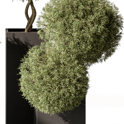 Topiary Plant in Box - Outdoor Plants 445 — Вид 4