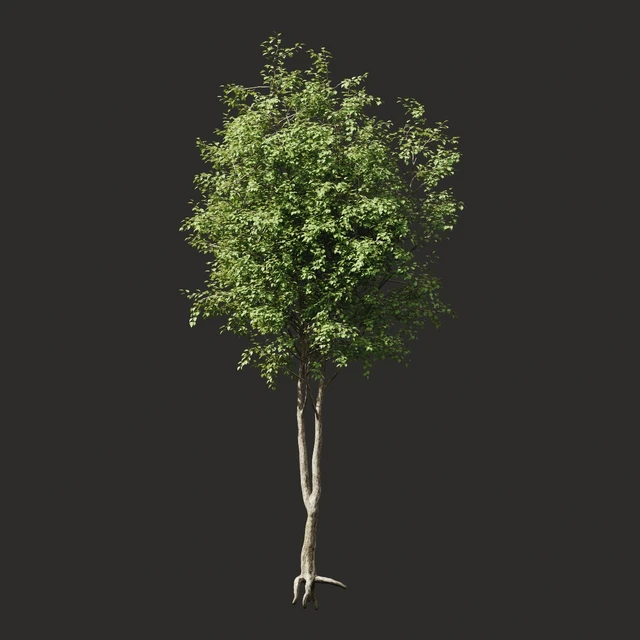 Summer tree # 2 — Descargar