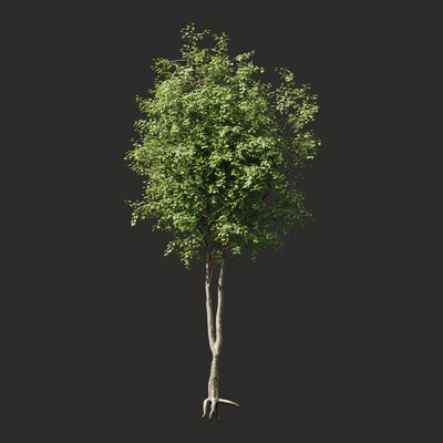 Summer tree # 2 — Ver 1