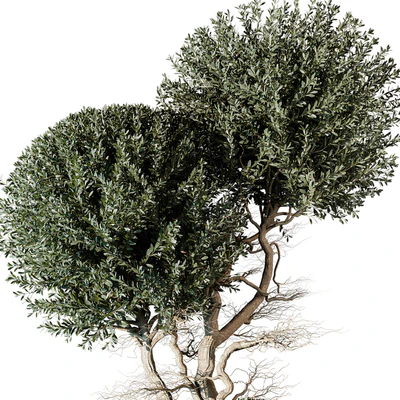 tree vol 17 — Ver 4