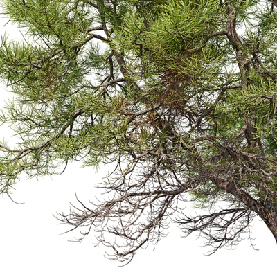 Japanese red pine 02 — Ver 5