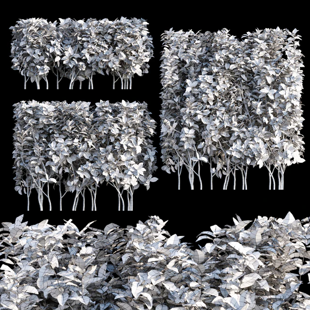 Tabernaemontana divaricata - Crape jasmine - 03 — Descargar