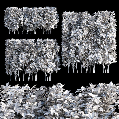 Tabernaemontana divaricata - Crape jasmine - 03 — Ver 2
