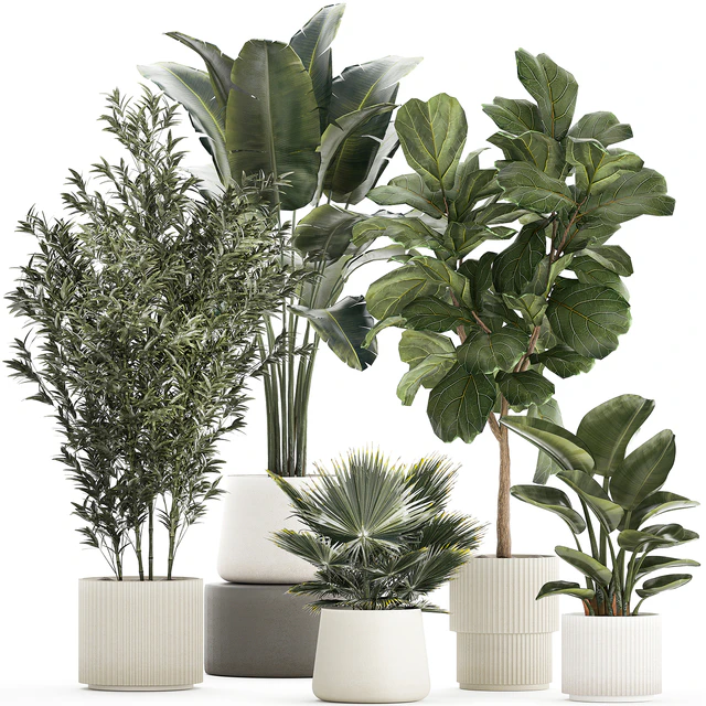 Banana palm and Ficus lyrata in a pot with bamboo bush. Plant collection 1299 — Descargar