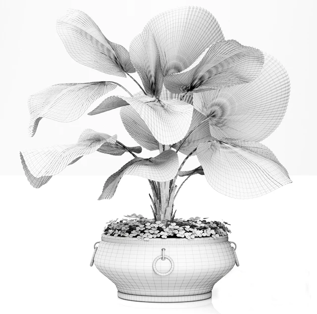 LicualaLicuala orbicularis, Licuala, ornamental palm tree, pot, flowerpot, office, copper, copper flowerpot — Descargar