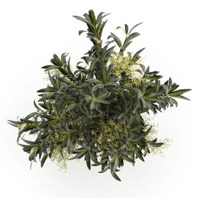 Bouquet of olive branches. — Ver 3