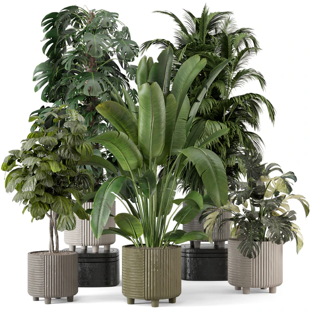 Indoor Planters in Cecilia Ficonstone Pot - Set 969 — Descargar