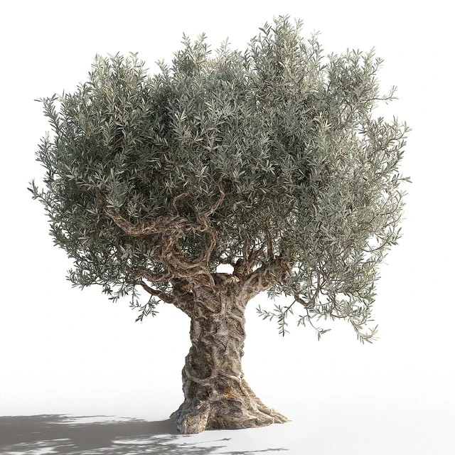 Olive tree 2 — Descargar