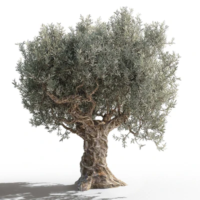 Olive tree 2 — Ver 1