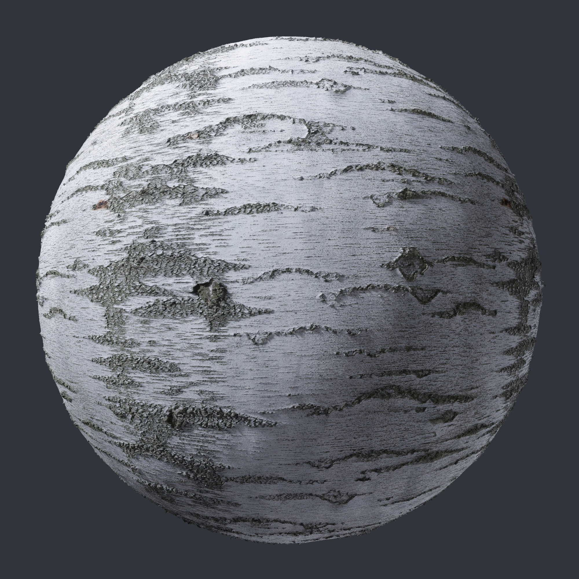 birch bark 003 — Descargar