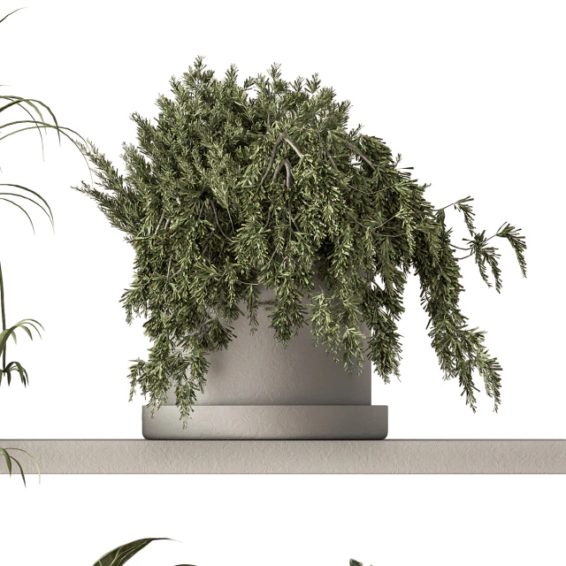 indoor Plant Set 281 - Plant pot on shelves — Descargar