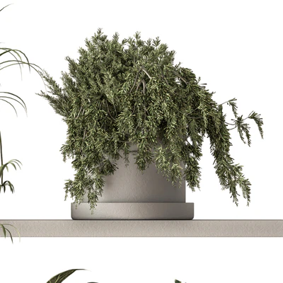 indoor Plant Set 281 - Plant pot on shelves — Ver 4