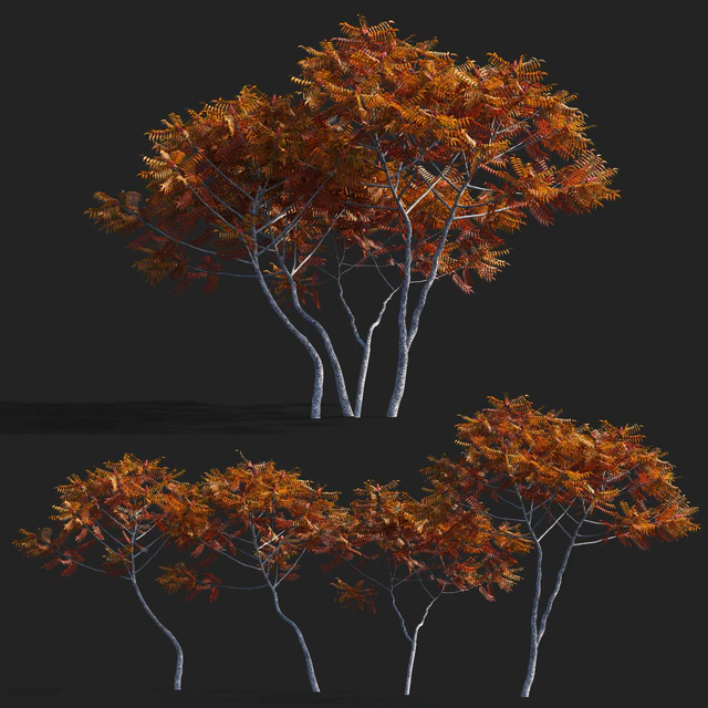 Deer-horned sumac | Rhus typhina 2 seasons — Descargar