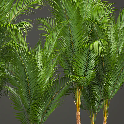 Plant collection 216. Howea forsteriana, palm tree, basket, black pot, indoor plants — Ver 5