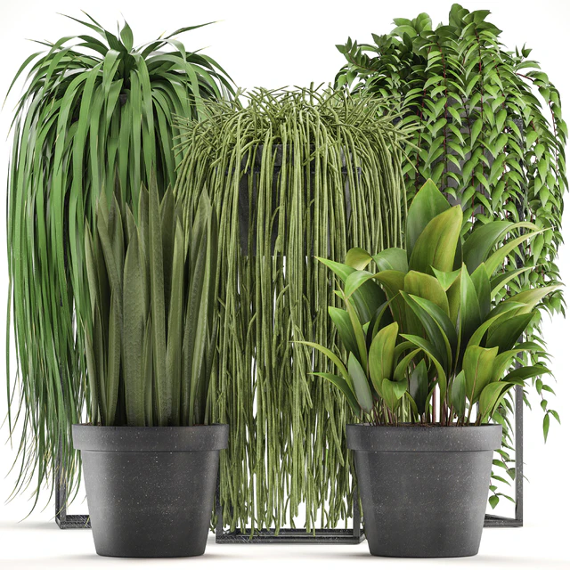 Plant collection 319. Climbing plants, Ripsalis, Tradescantia, indoor plants — Descargar