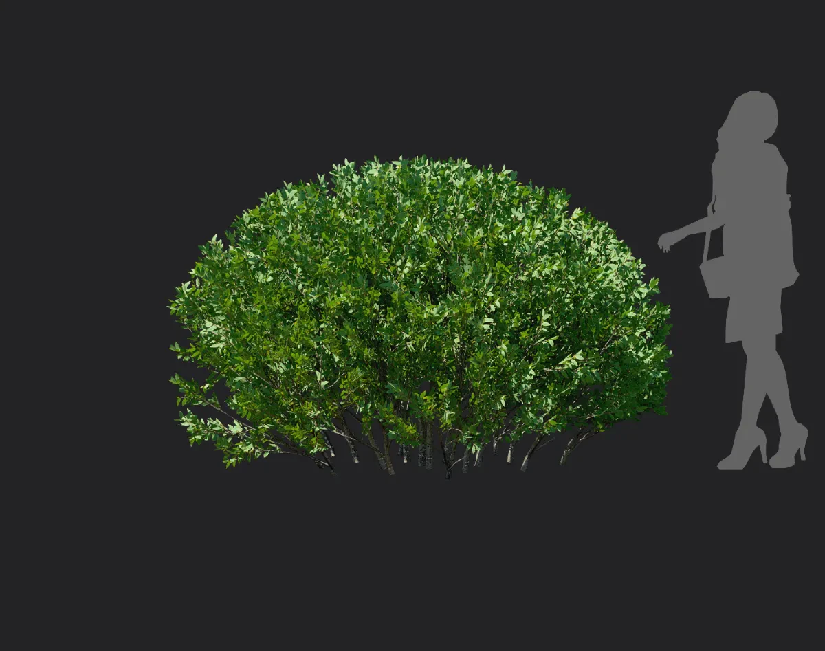 elaeagnus pungens 002 — Descargar