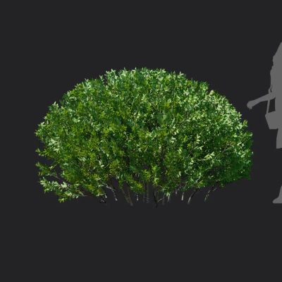 elaeagnus pungens 002 — Descargar