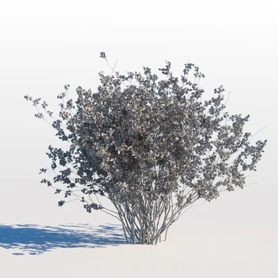 Amelanchier canadensis — Ver 2