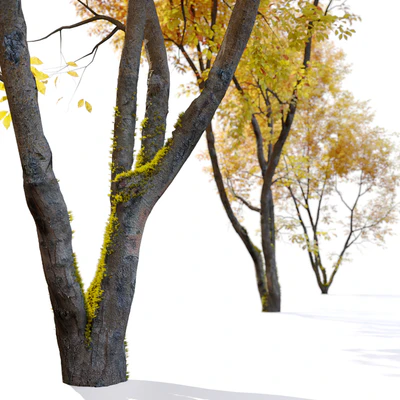Autumn American beech — Ver 4
