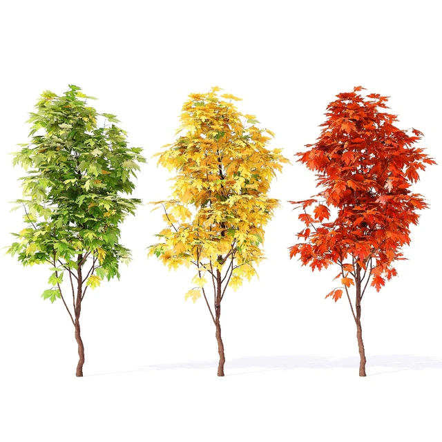 Acer campestre 02 — Descargar