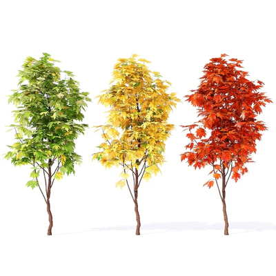 Acer campestre 02 — Ver 1