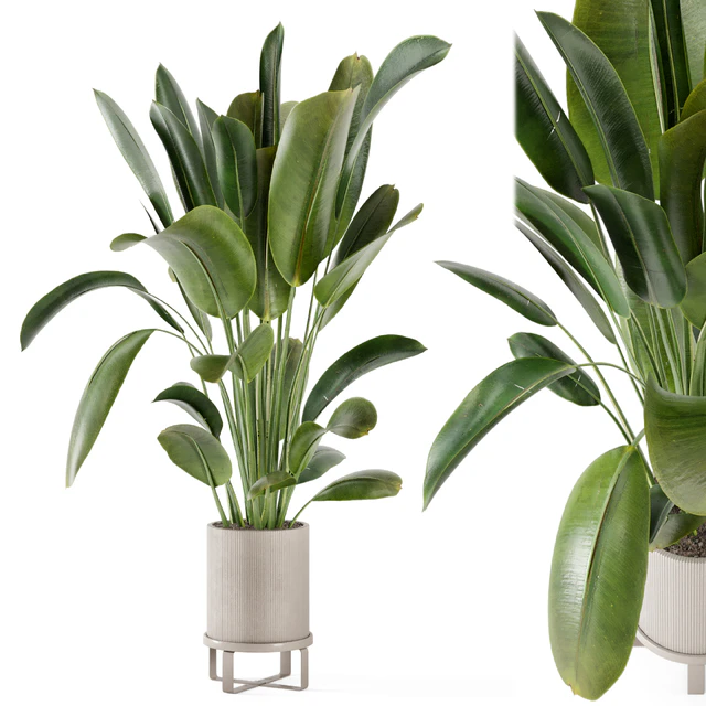 Indoor Plants in Ferm Living Bau Pot Large - Set 378 — Descargar