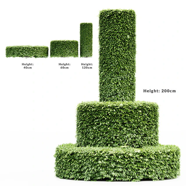 Dwarf Yaupon Holly - Cylinder plant — Descargar
