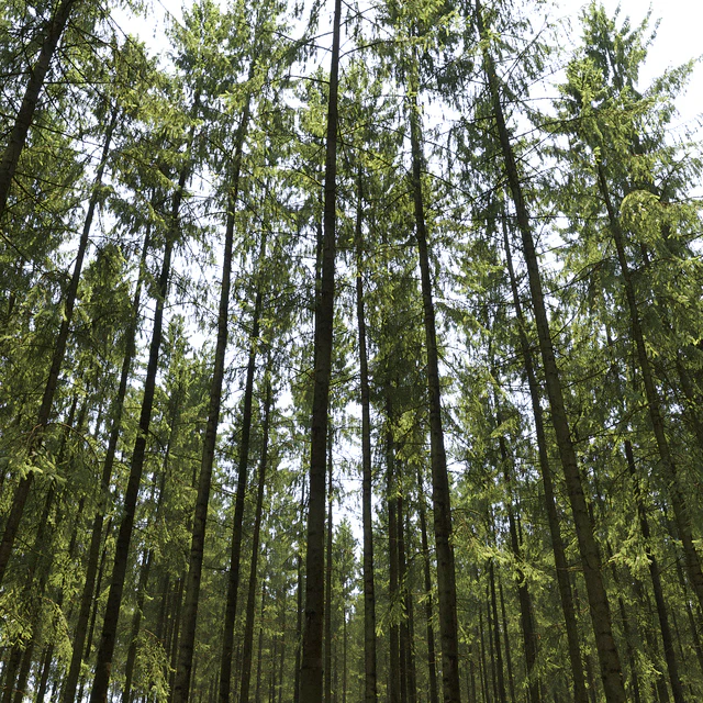 Spruce — Скачать