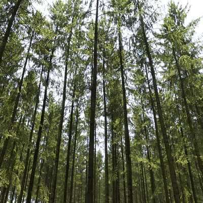 Spruce — Вид 6