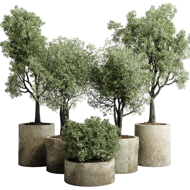 Collection outdoor plant 65 pot old olive tree concrete old vase corona — Descargar