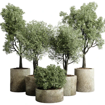 Collection outdoor plant 65 pot old olive tree concrete old vase corona — Ver 1