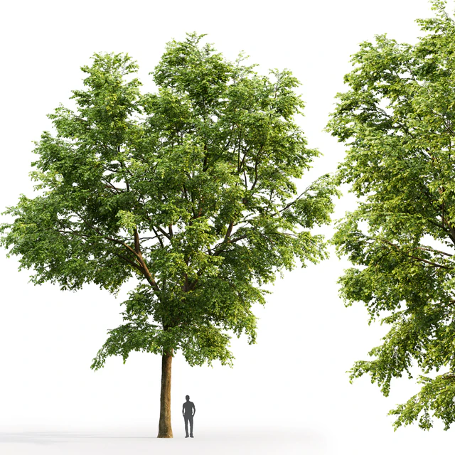 Tilia platyphyllos — Descargar
