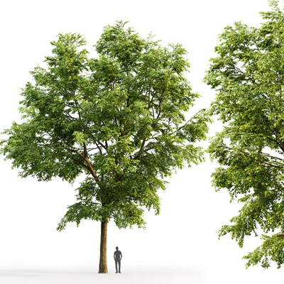 Tilia platyphyllos — Ver 2