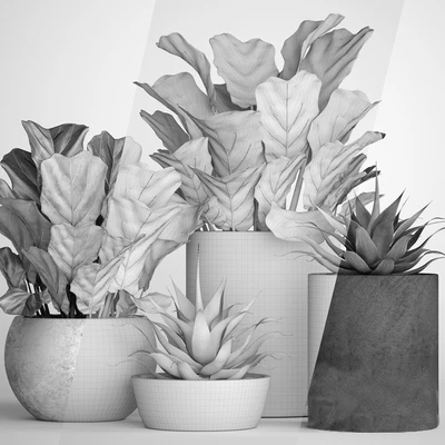 The collection of plants in pots 18. ficus lyre, flower, pot, flowerpot, concrete, bush, agave, interior, decorative, lyrata — Ver 2