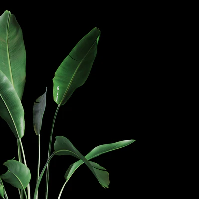 Indoor Plants Set 04 — Ver 4