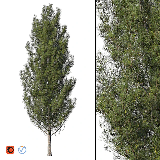 Pine — Descargar