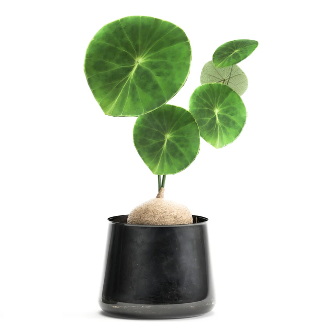 A small exotic flower in a metal pot with Stephania Erecta. Set 894. — Descargar