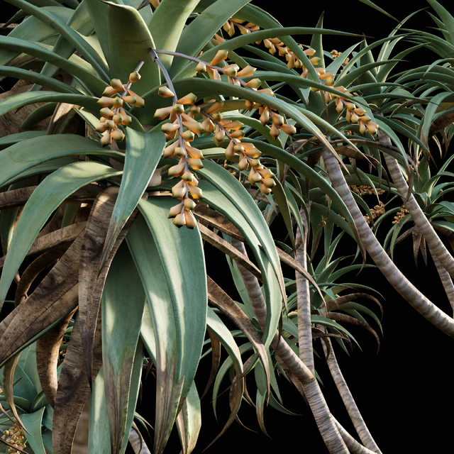 Aloe Pillansii, Aloidendron Pillansii - Giant Quiver Tree, Bastard Quiver Tree - 01 — Descargar