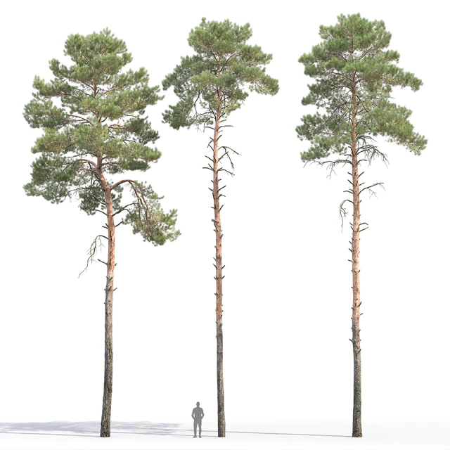 Pine — Descargar
