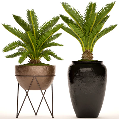 A collection of plants in pots. 54 Cycas, cycad, pot, flowerpot, bush, outdoor, decorative — Ver 1