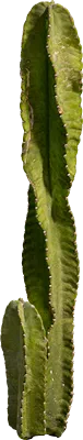 cactus 006 — Скачать
