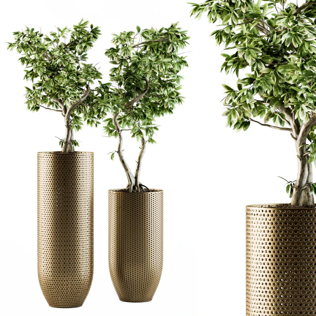 indoor Plant Set 91 - bonsai ficus benjamina — Descargar