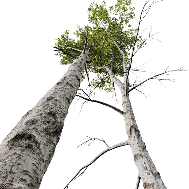 HQ Plants Betula Pendula02 — Descargar