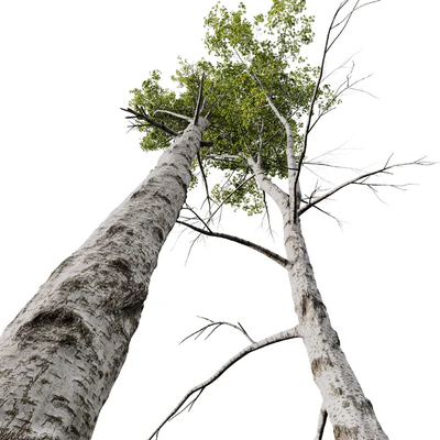 HQ Plants Betula Pendula02 — Ver 2