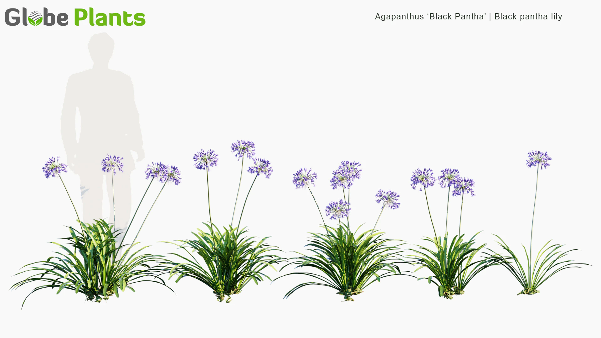 agapanthus black pantha — Download
