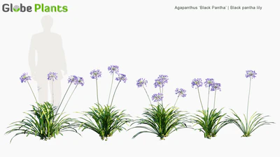 agapanthus black pantha — download