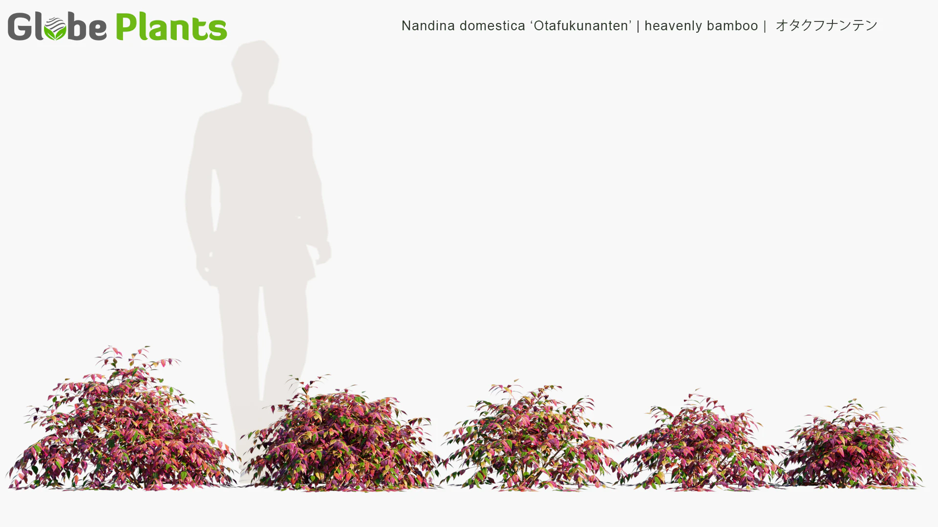 nandina domestica otafukunanten — Download