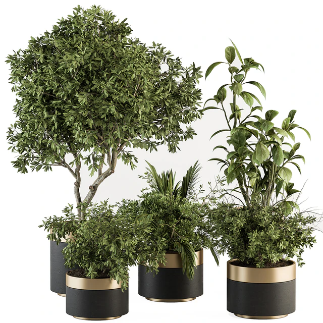 indoor Plant Set 373- Tree and Plant Set in pot — Descargar